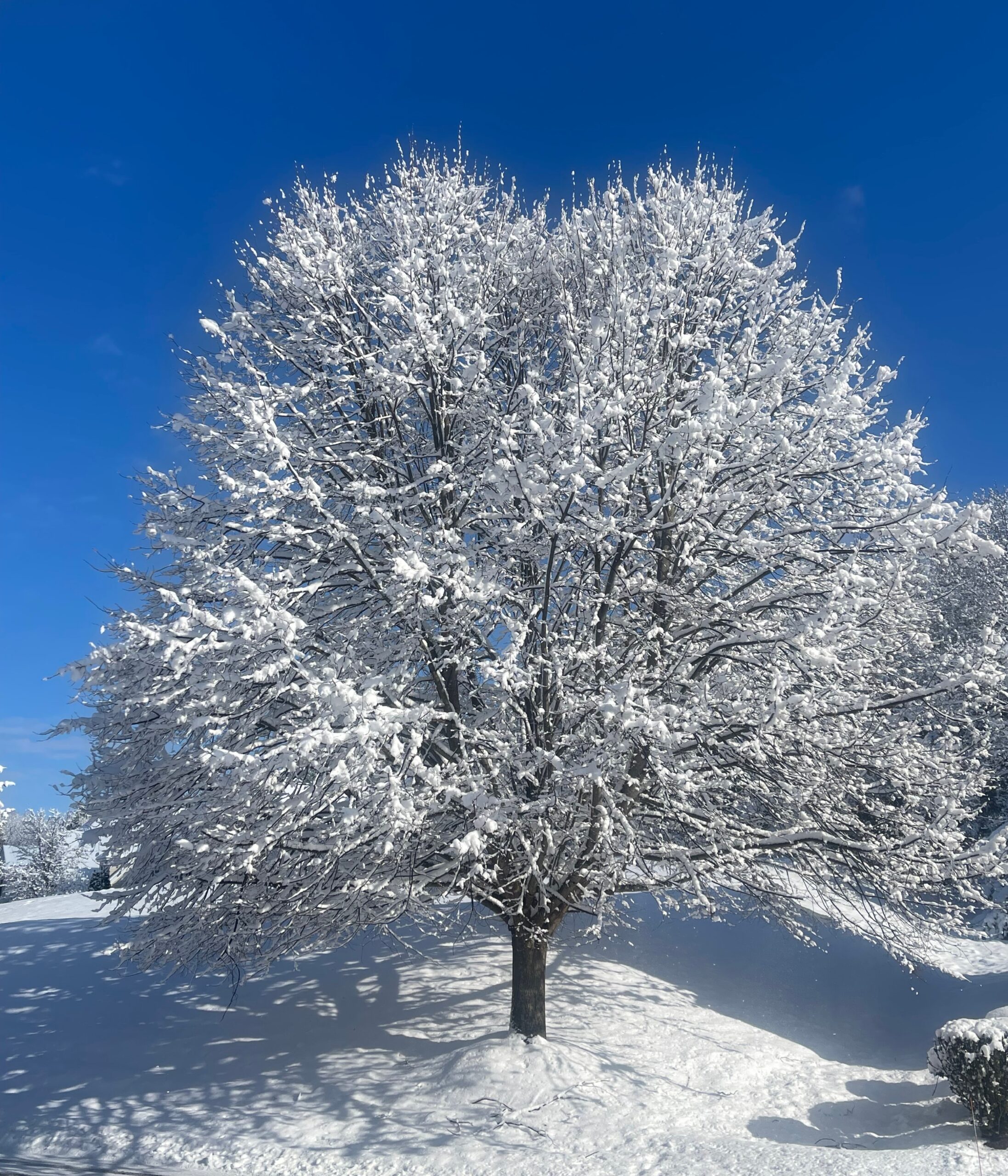 Winter Tree